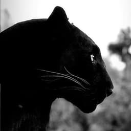 blaxat