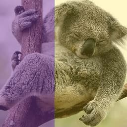 koala